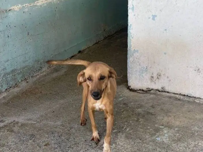 Adozione cane, femmina, Razza sconosciuta Razza sconosciuta, 4 anni e 4 mesi, taglia media contenuta, Crotone