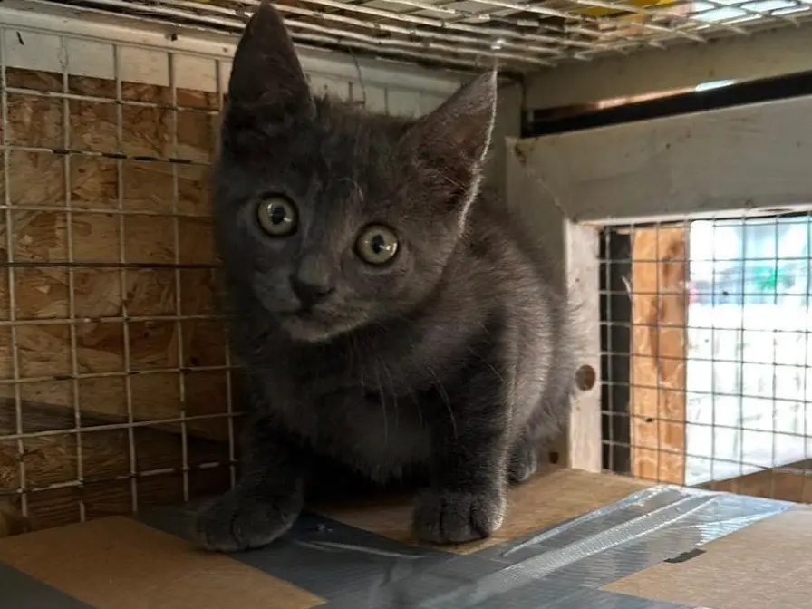 Adozione gatto, femmina, Razza sconosciuta Razza sconosciuta, 2 mesi, taglia non valida, Roma