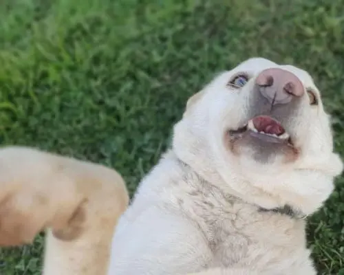 Vuoi adottare un cane a Roma?