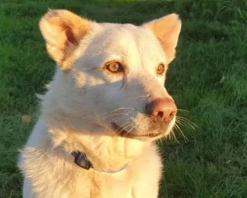 Adotta un cane, maschio, 12 anni e 2 mesi, Roma