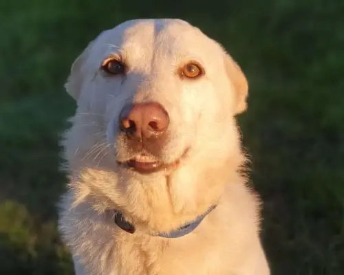 Adozione cane, maschio, Labrador Retriever Razza sconosciuta, 12 anni e 2 mesi, taglia grande, Roma