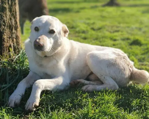 Adotta il cane Baldo a Roma