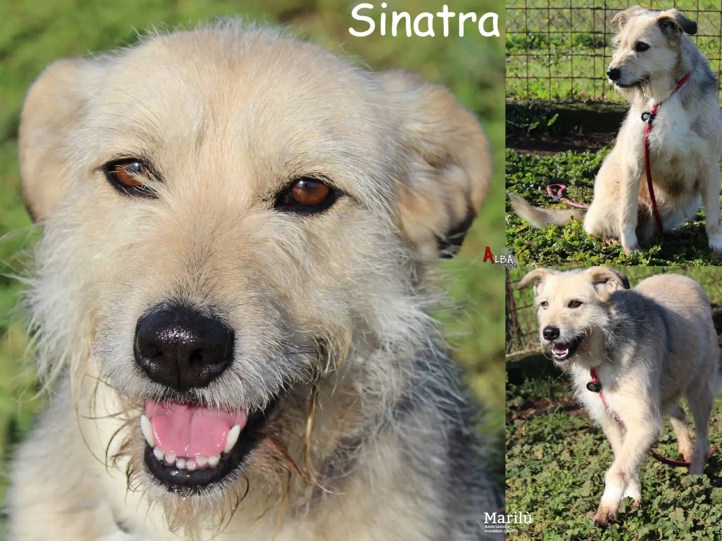 Adozione cane, femmina, Spinone Razza sconosciuta, 9 anni e 5 mesi, taglia media, Roma