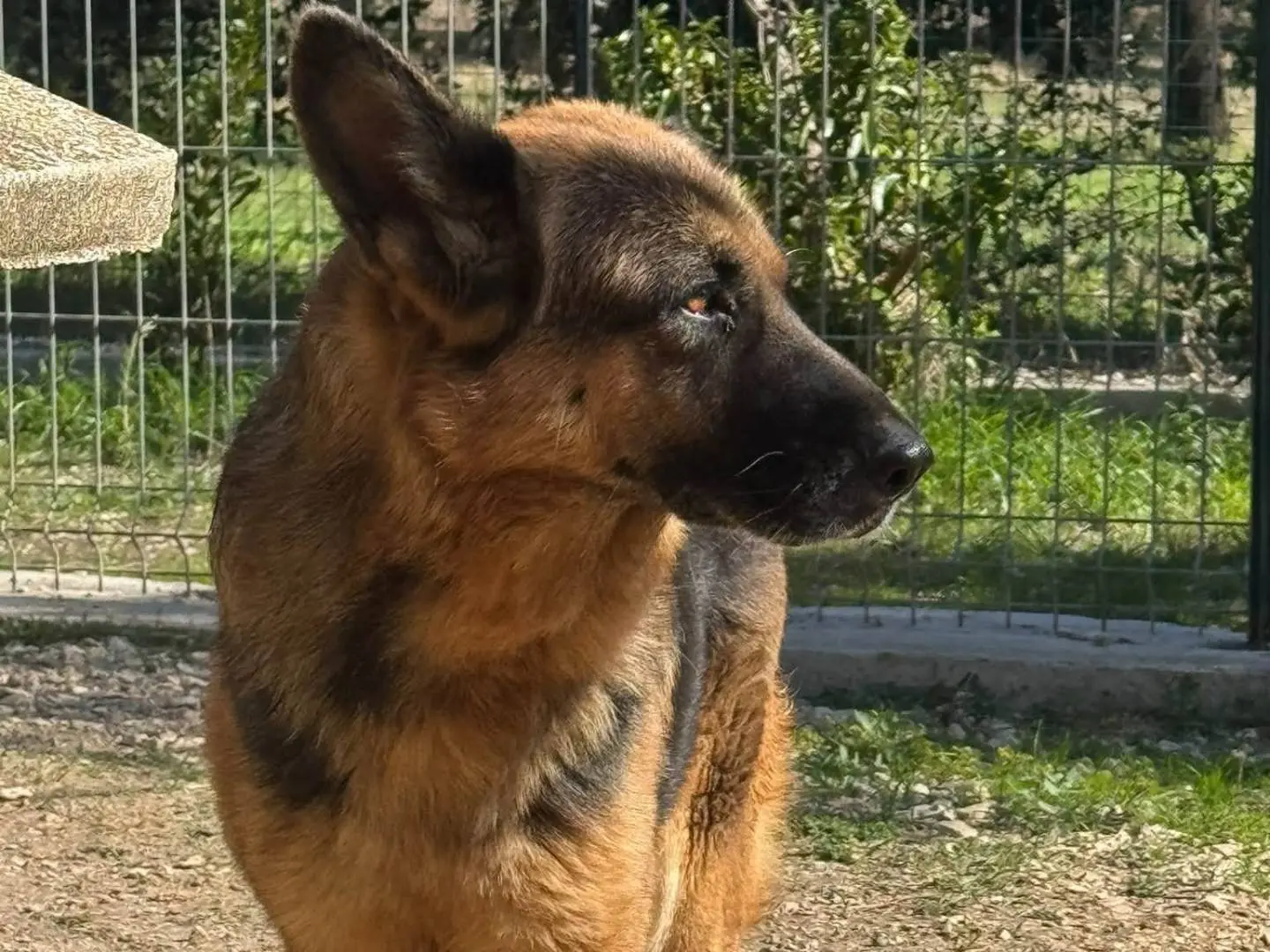 Adotta un cane, taglia grande, femmina, Matera