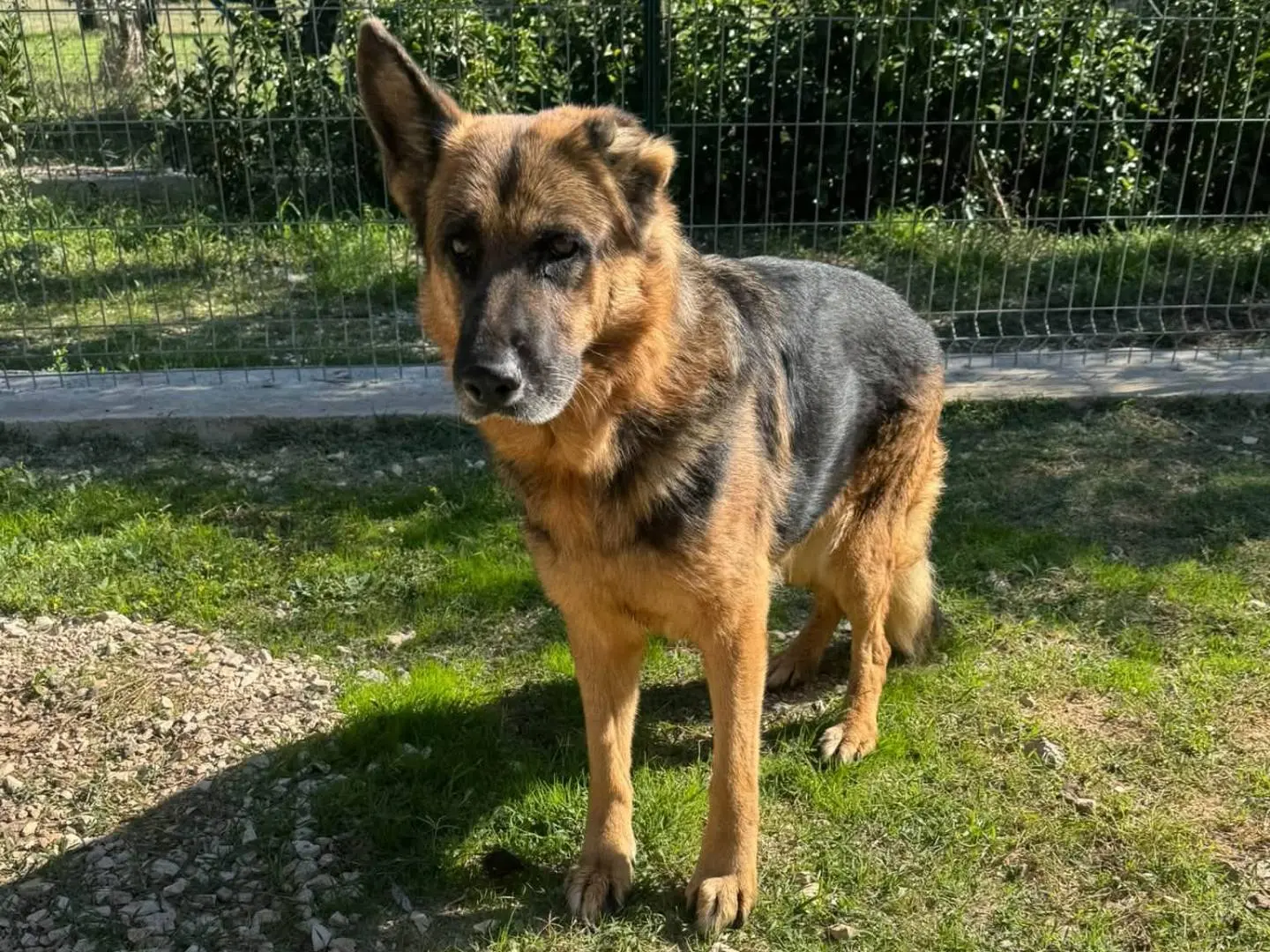 Adotta un cane, femmina, 6 anni, Matera