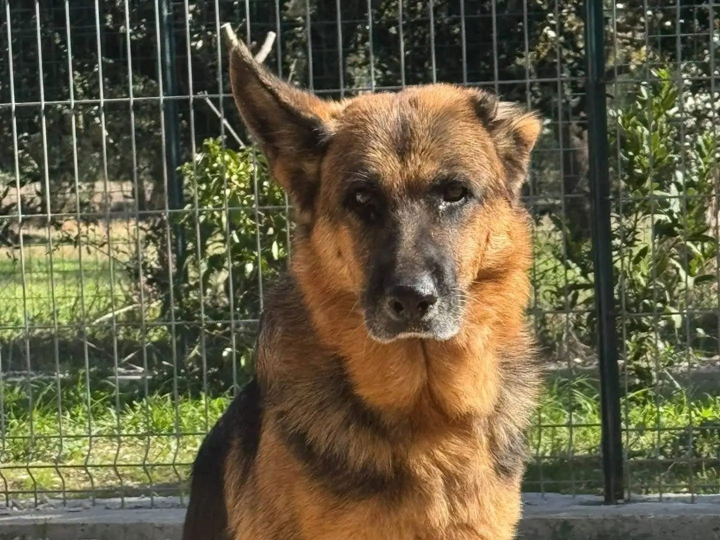 Adozione cane, femmina, Pastore tedesco Razza sconosciuta, 6 anni, taglia grande, Matera