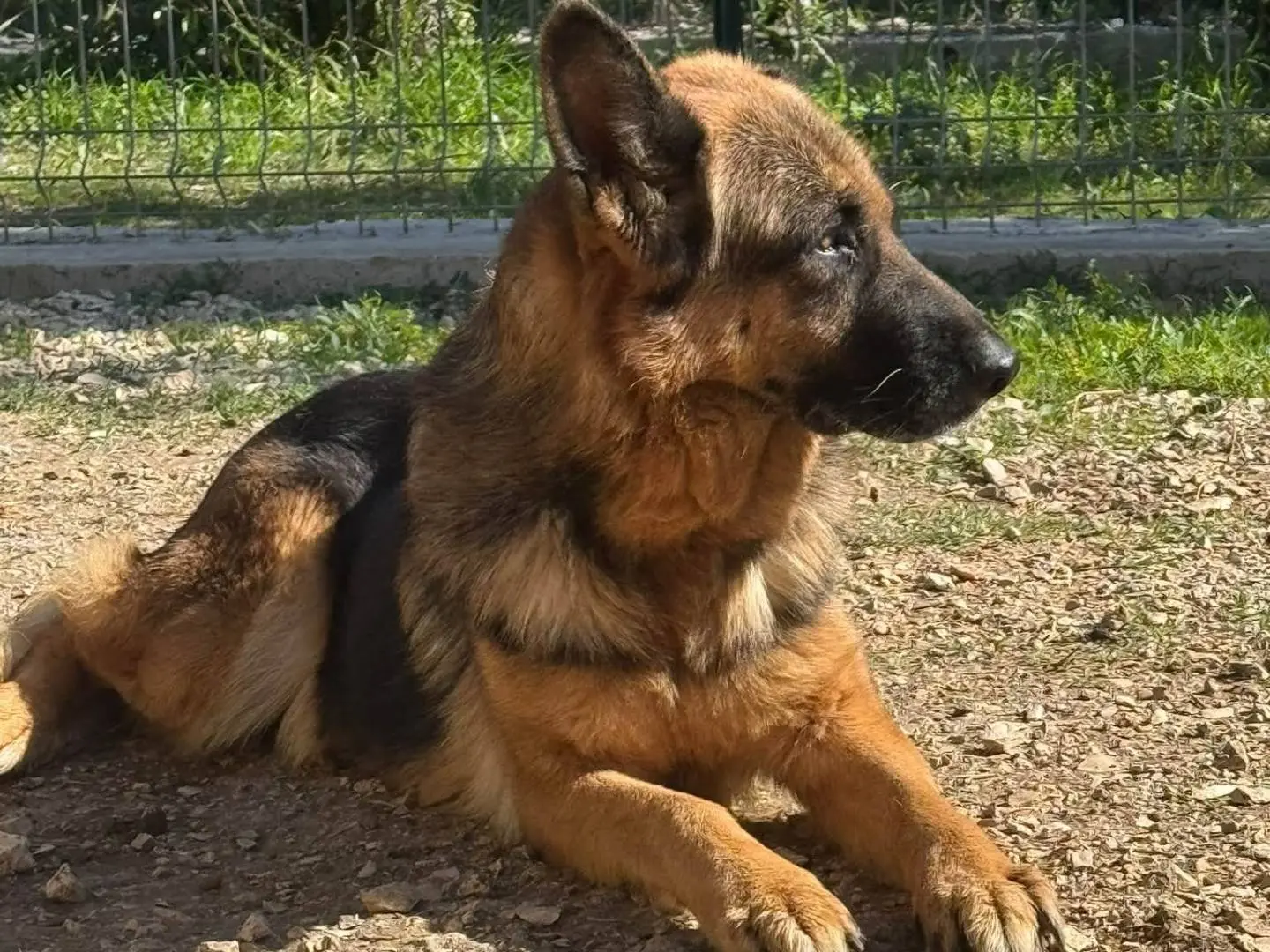 Vuoi adottare un cane a Matera?