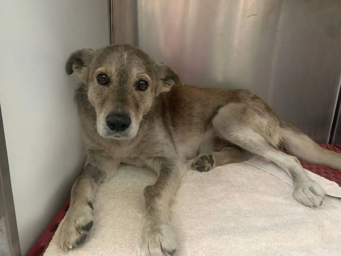 Adotta un cane, femmina, 3 anni e 2 mesi, Catanzaro