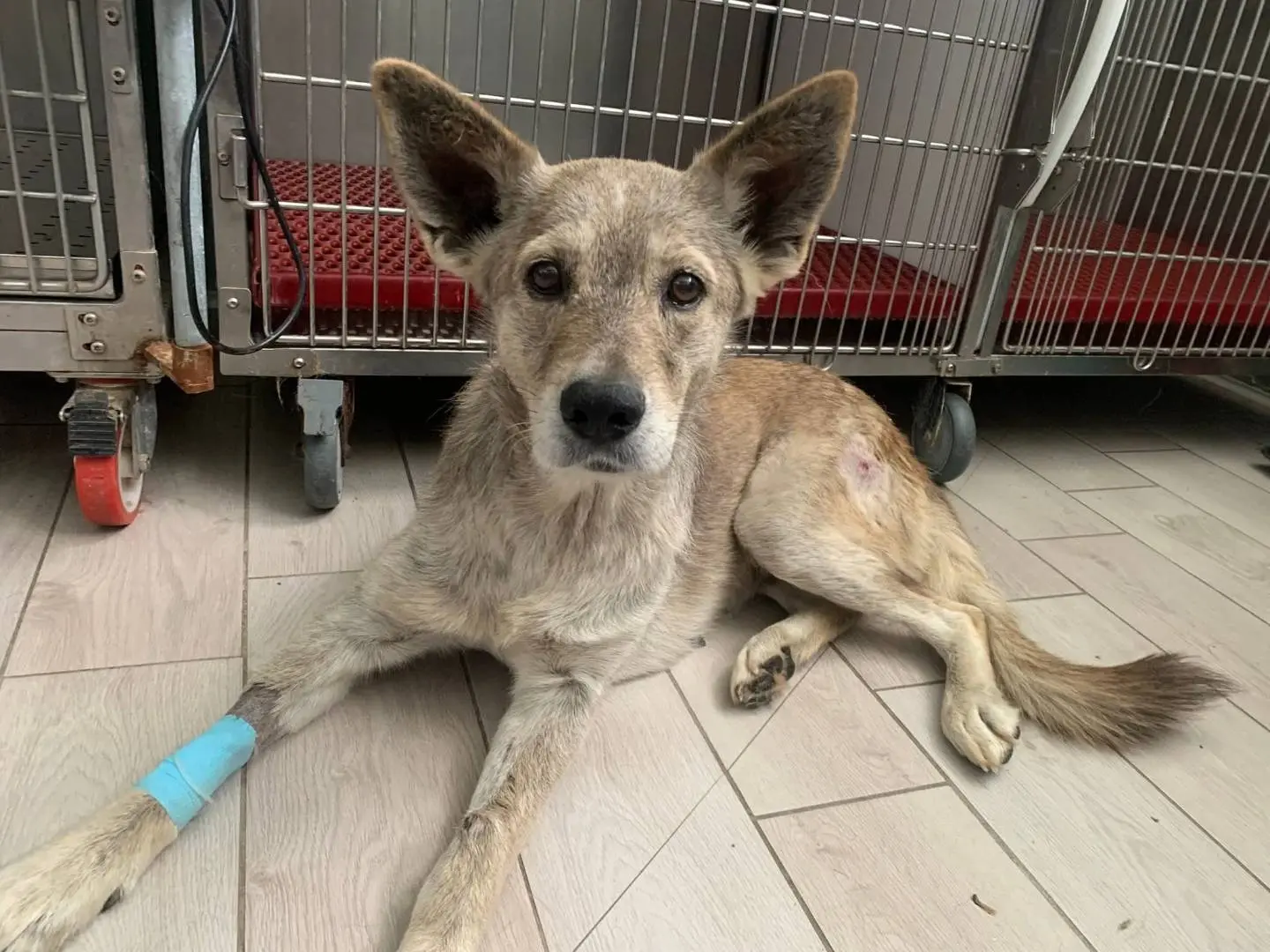 Adotta un cane, taglia media, femmina, Catanzaro