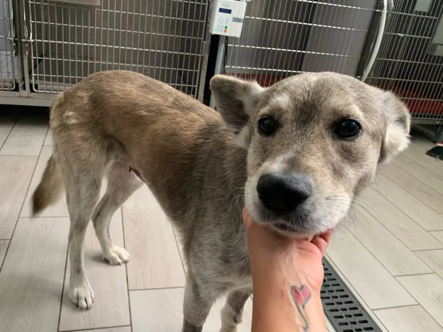 Adozione cane, femmina, Cane lupo Cecoslovacco Razza sconosciuta, 3 anni e 2 mesi, taglia media, Catanzaro