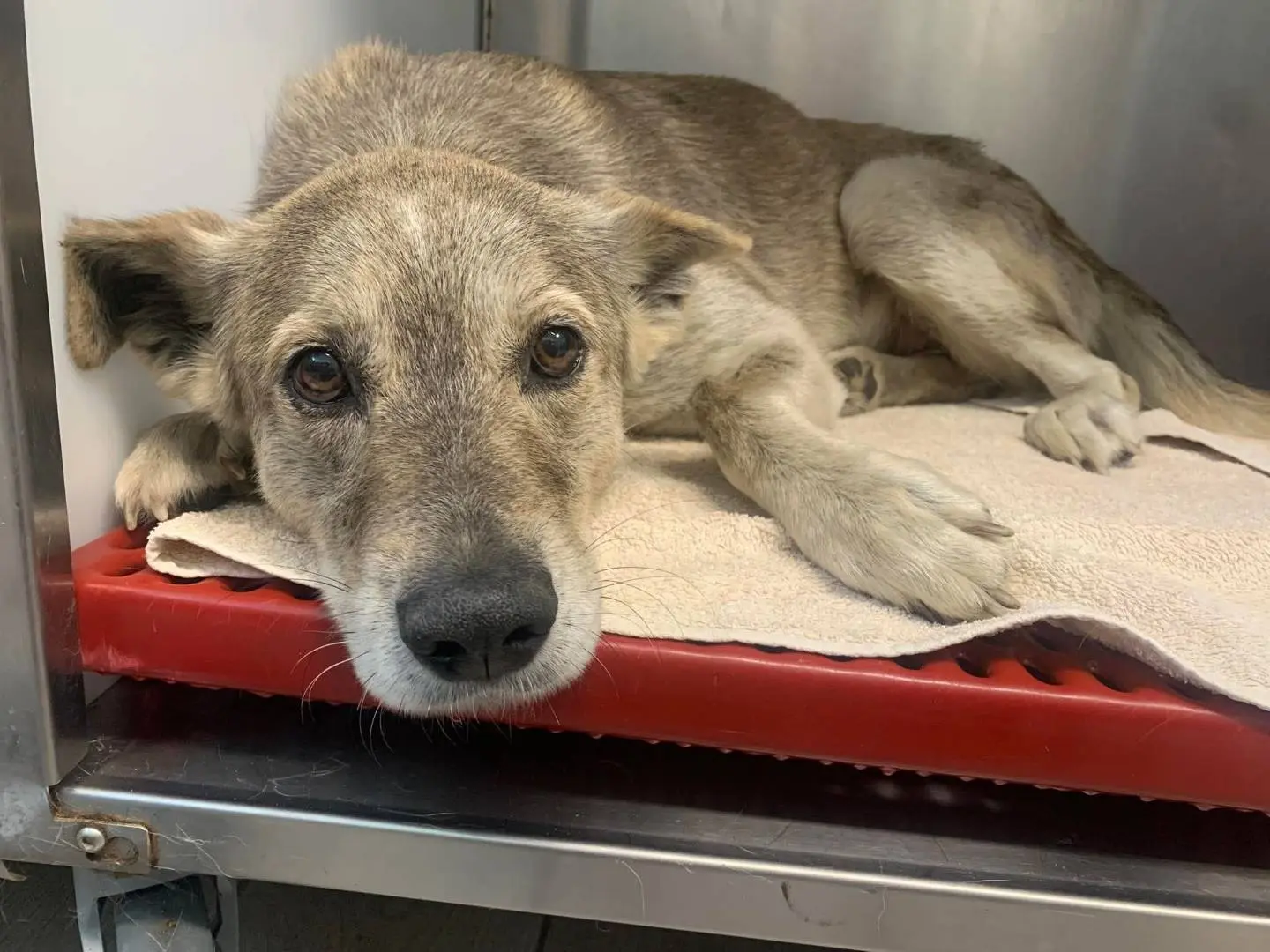 Vuoi adottare un cane a Catanzaro?