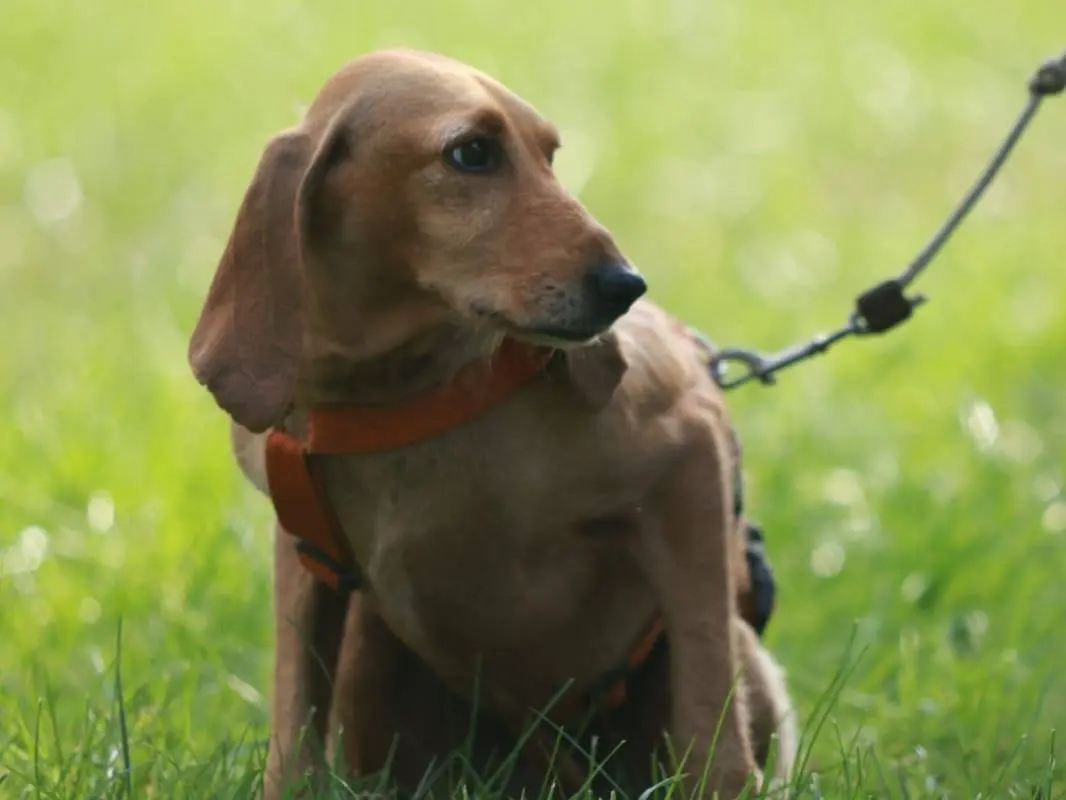 Adotta un cane, taglia media contenuta, femmina, Milano