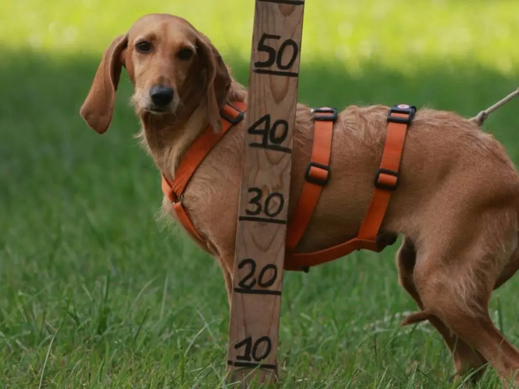 Adotta il cane TINA a Milano
