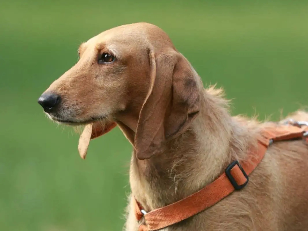Adozione cane, femmina, Segugio Razza sconosciuta, 3 anni e 1 mese, taglia media contenuta, Milano