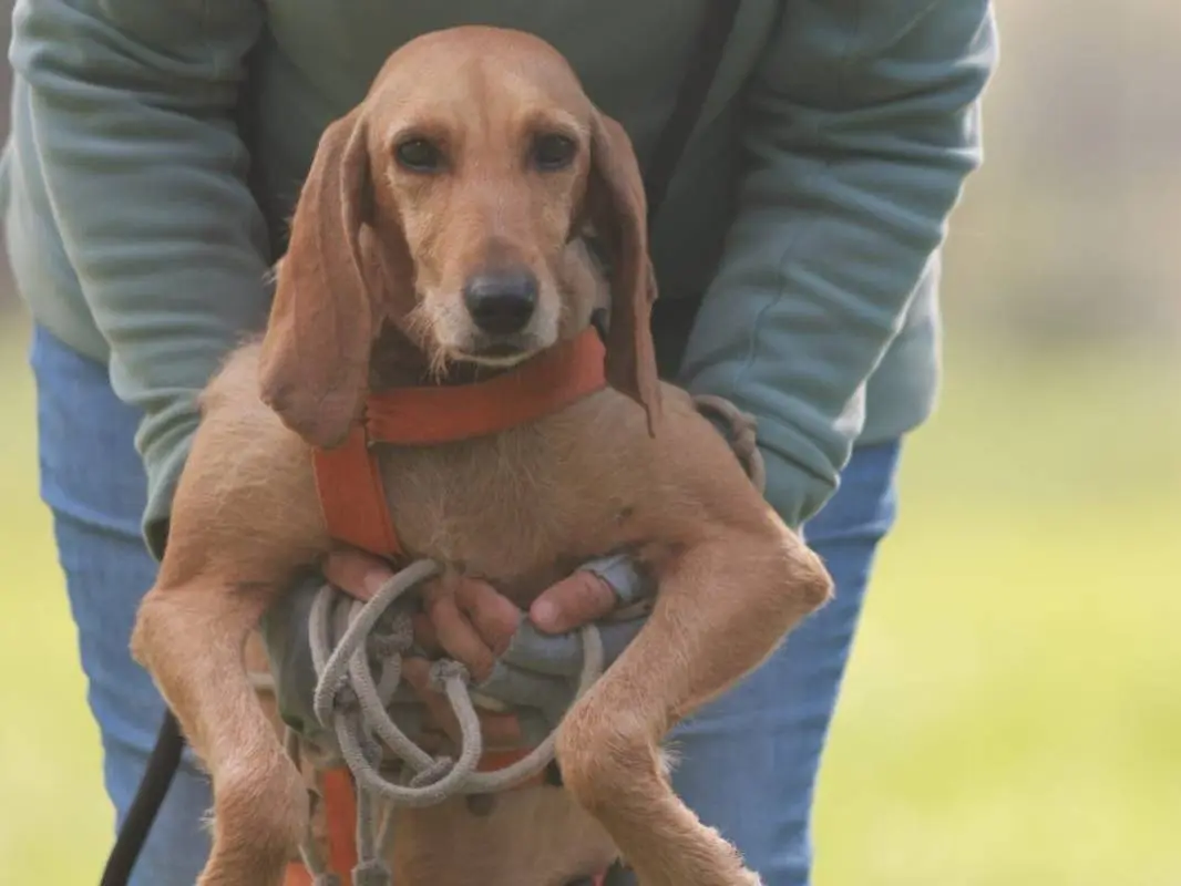 Adotta un cane, femmina, 3 anni e 1 mese, Milano