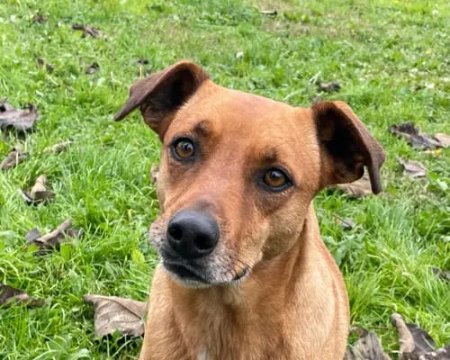 Adozione cane, femmina, Razza sconosciuta Razza sconosciuta, 9 anni e 6 mesi, taglia media contenuta, Pavia