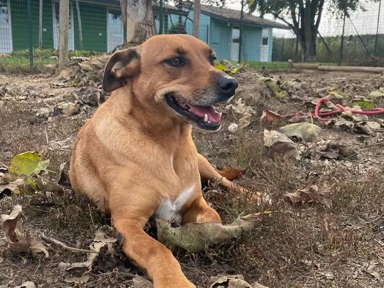 Vuoi adottare un cane a Pavia?