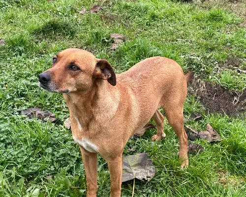 Adotta un cane, femmina, 9 anni e 6 mesi, Pavia
