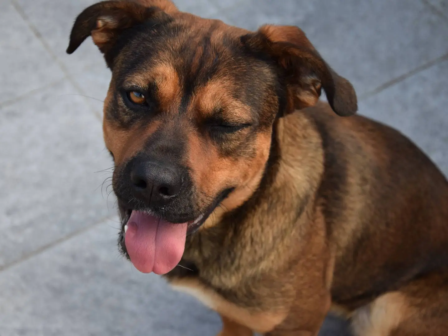 Adotta un cane, maschio, 1 anno e 6 mesi, Siracusa