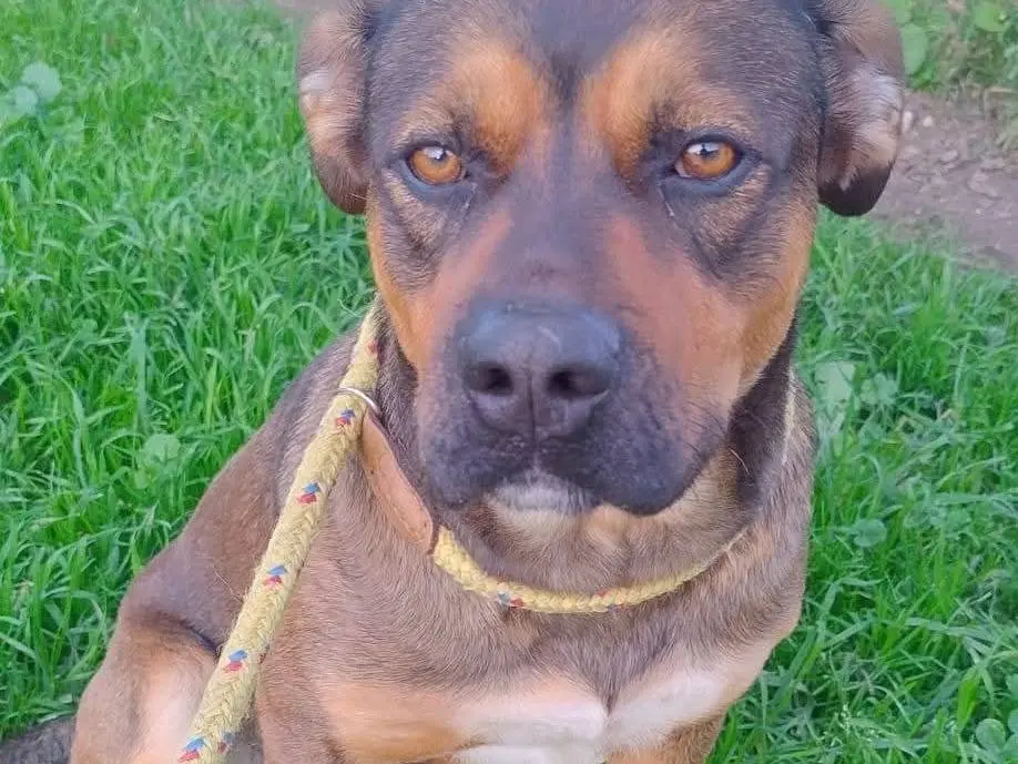 Adotta un cane, taglia media, maschio, Siracusa