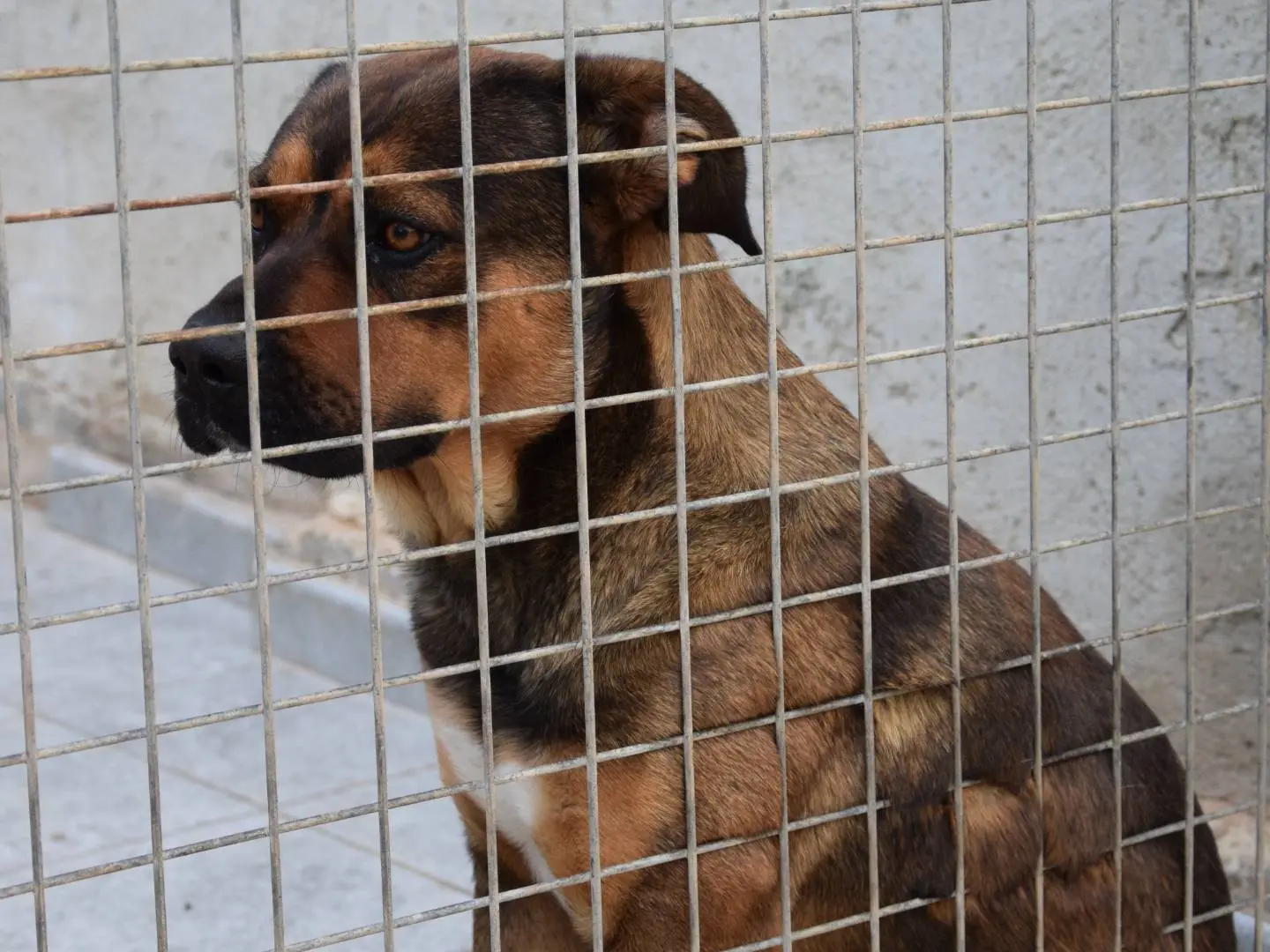 Vuoi adottare un cane a Siracusa?