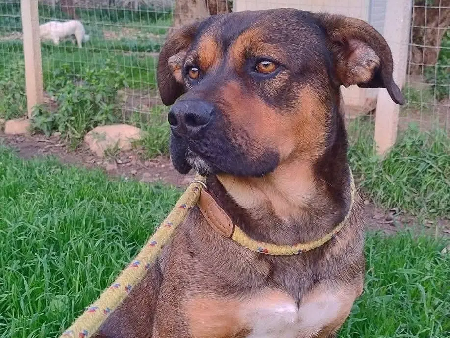 Adotta il cane Mirto a Siracusa