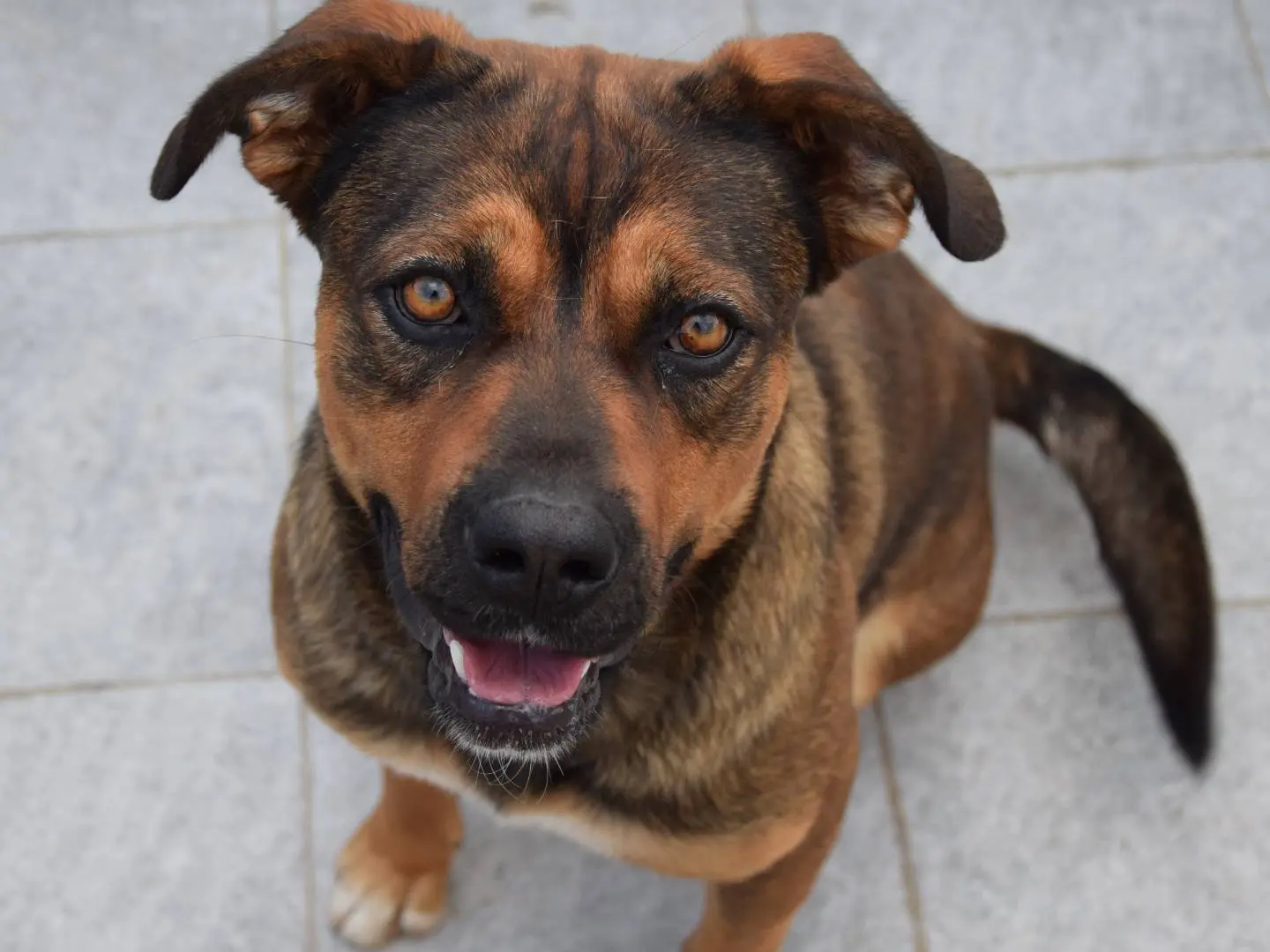 Adozione cane, maschio, Razza sconosciuta Razza sconosciuta, 1 anno e 6 mesi, taglia media, Siracusa