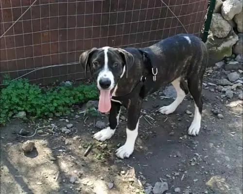 Adozione cane, maschio, meticcio, 4 anni e 5 mesi, taglia grande, Catania