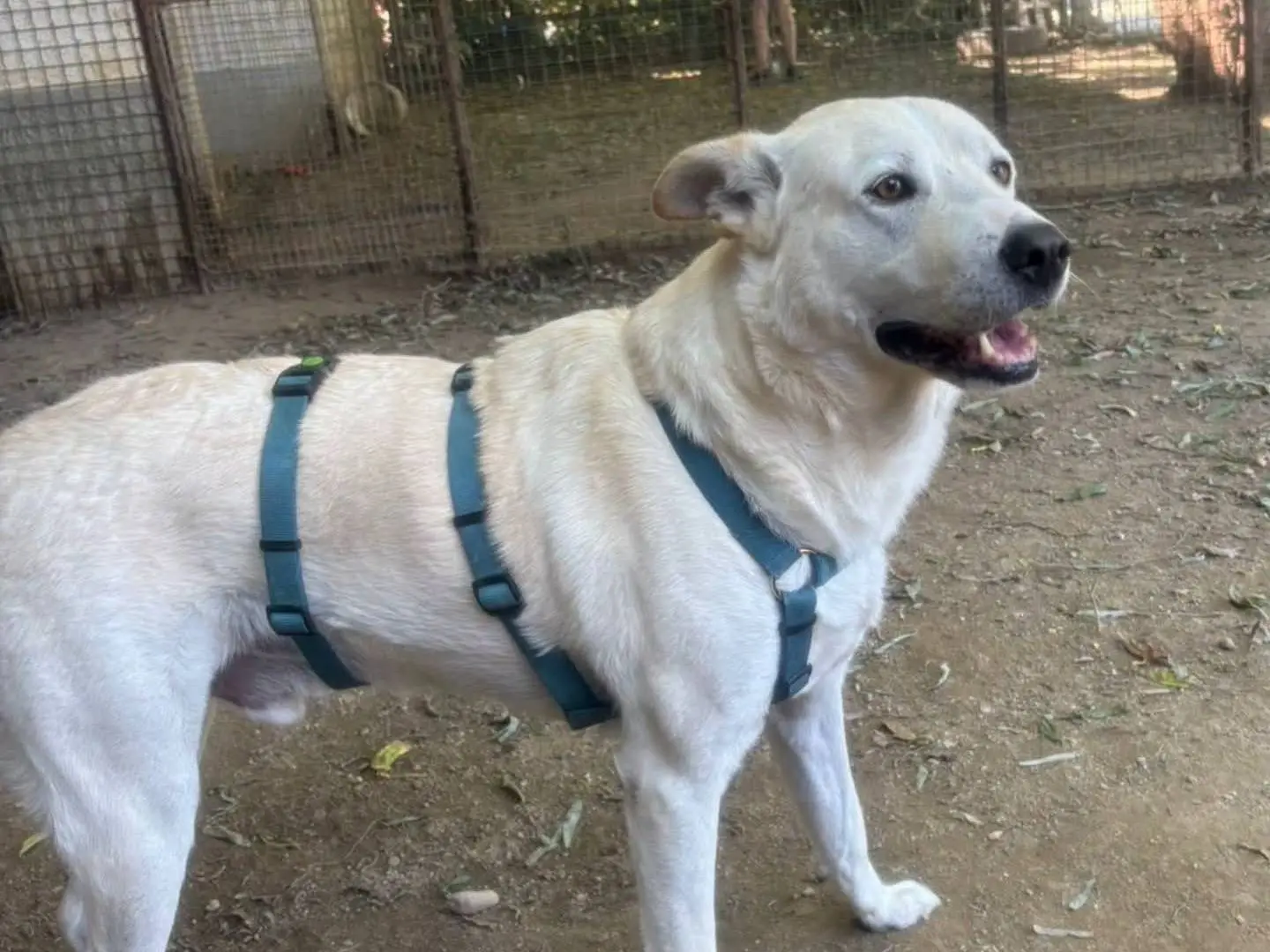 Adozione cane, maschio, Razza sconosciuta Razza sconosciuta, 3 anni e 1 mese, taglia grande, Torino