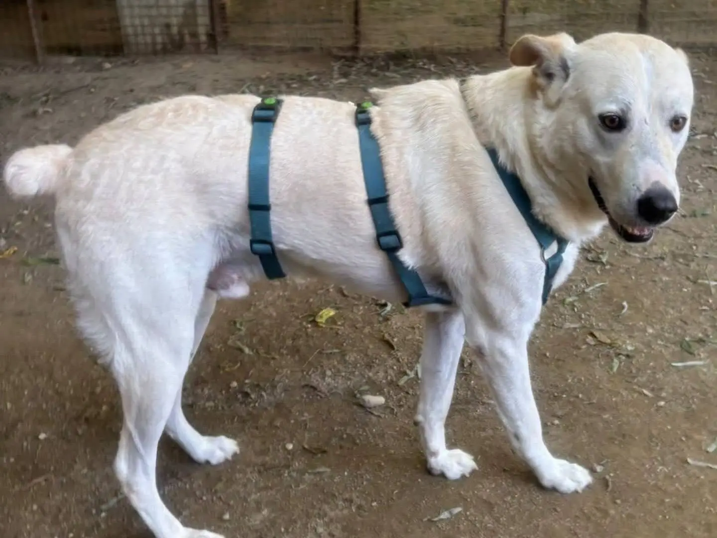 Adotta un cane, maschio, 3 anni e 1 mese, Torino