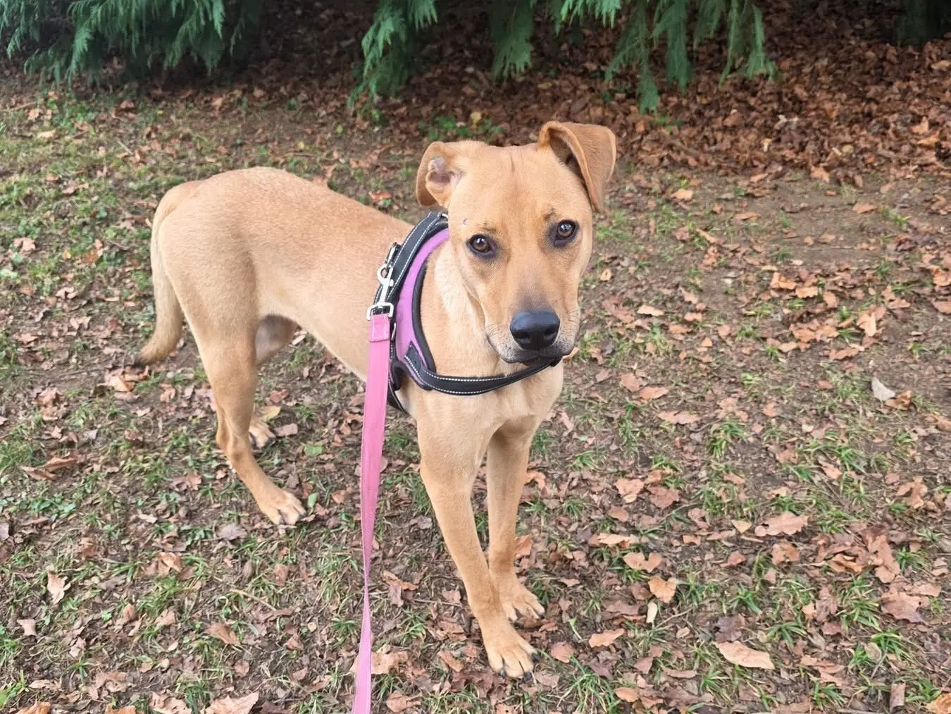 Vuoi adottare un cane a Bergamo?