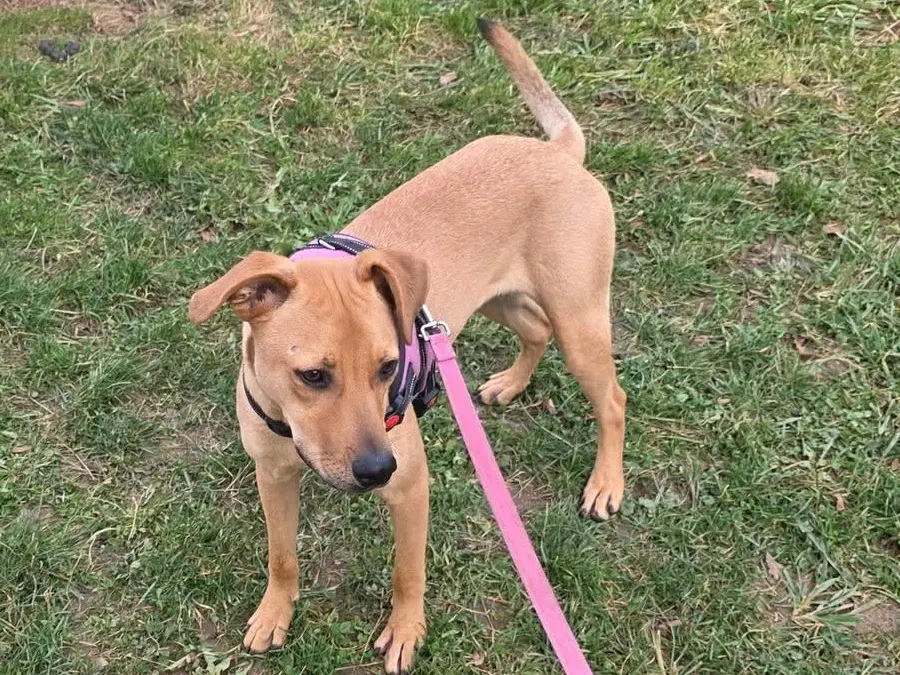 Adotta il cane Maya a Bergamo