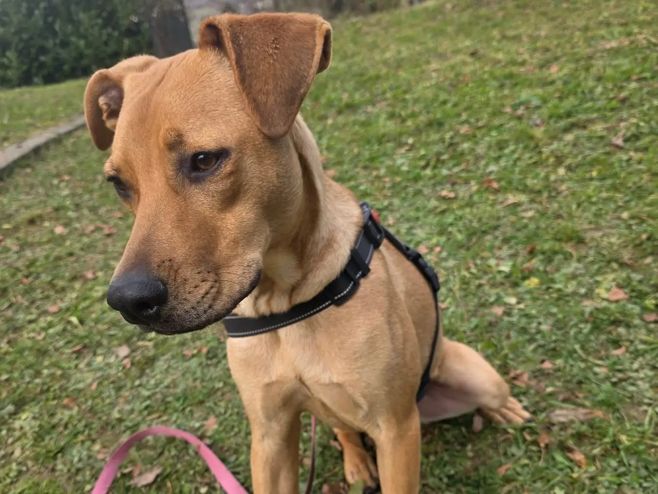 Adotta un cane, femmina, 1 anno e 8 mesi, Bergamo
