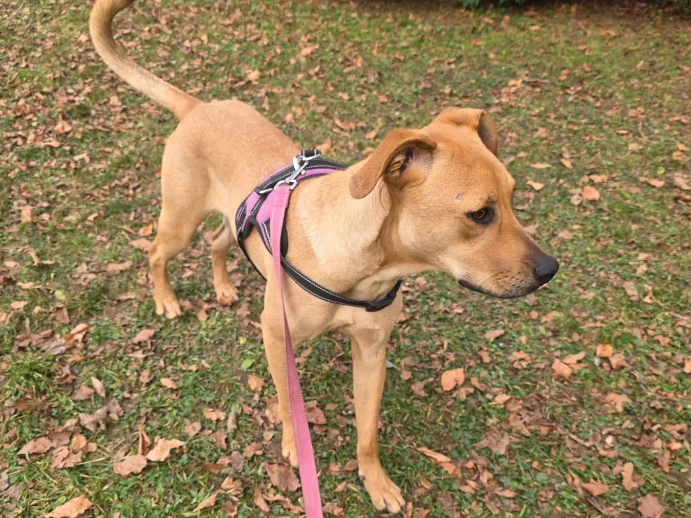 Adotta un cane, taglia media, femmina, Bergamo