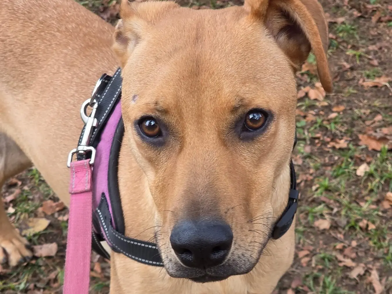 Adozione cane, femmina, Razza sconosciuta Razza sconosciuta, 1 anno e 8 mesi, taglia media, Bergamo