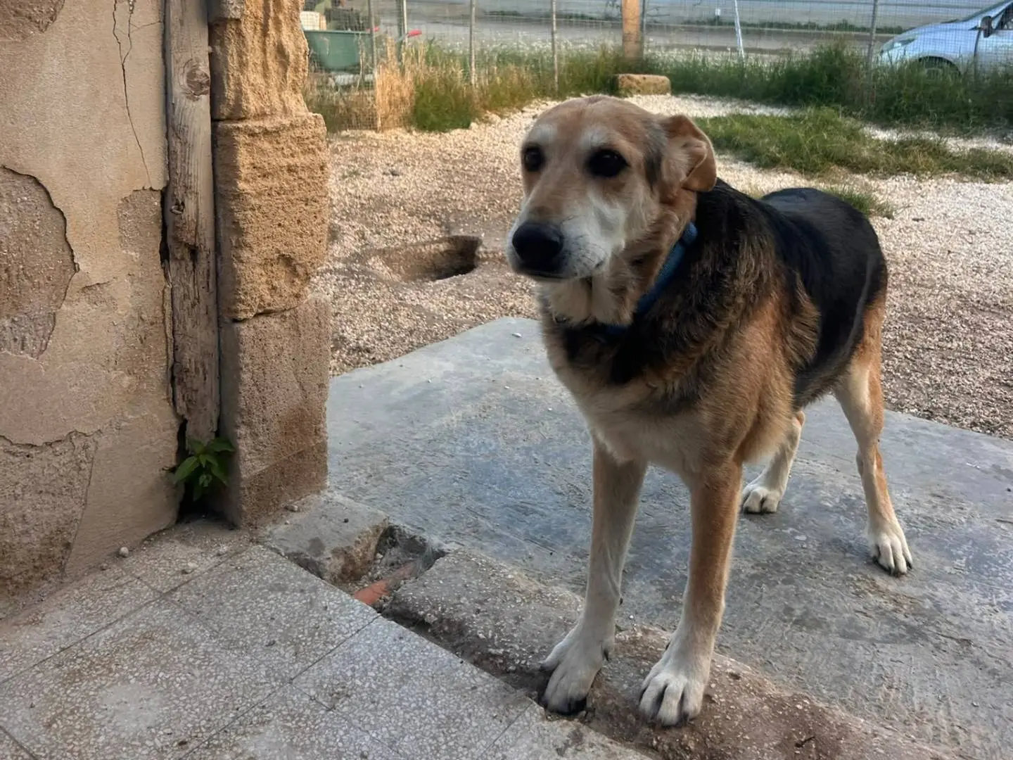 Adotta un cane, maschio, 4 anni, Siracusa