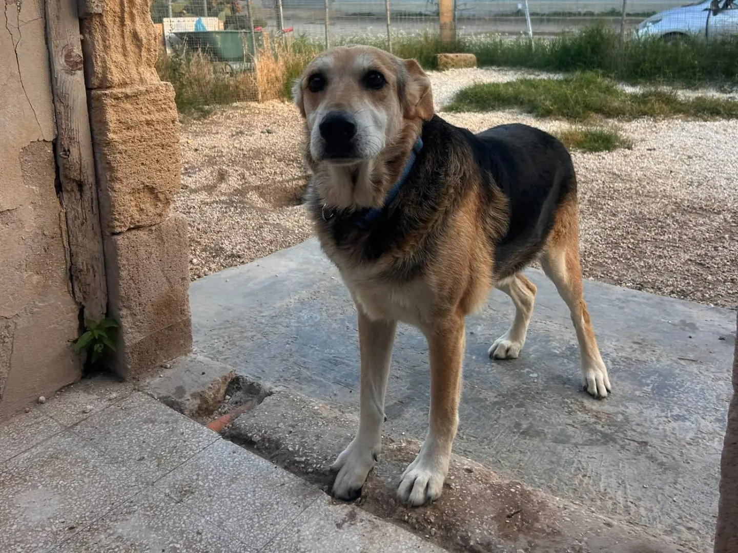 Adozione cane, maschio, Pastore tedesco Razza sconosciuta, 4 anni, taglia media, Siracusa