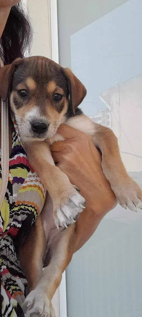 Adotta il cane cucciole poppy e cannella a Catania
