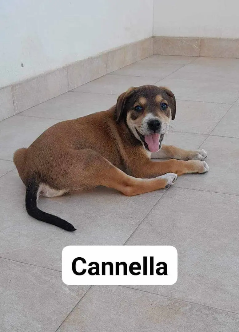 Adotta un cane, taglia media, femmina, Catania
