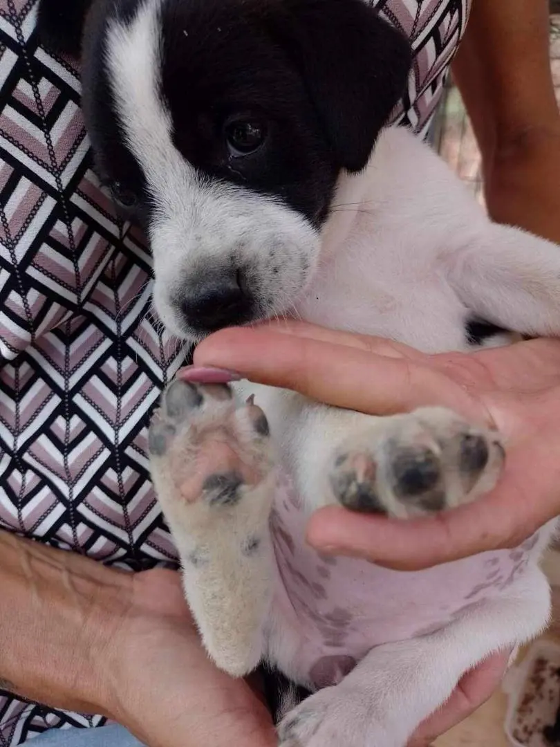Adozione cane, femmina, meticcio, 3 anni e 3 mesi, taglia media, Catania