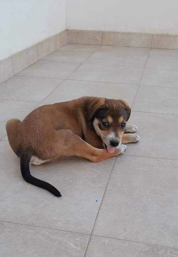 Vuoi adottare un cane a Catania?