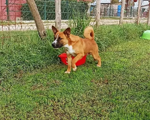 Vuoi adottare un cane a Latina?