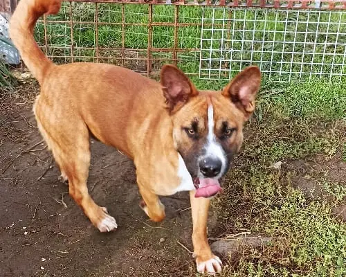 Adotta un cane, taglia media, maschio, Latina