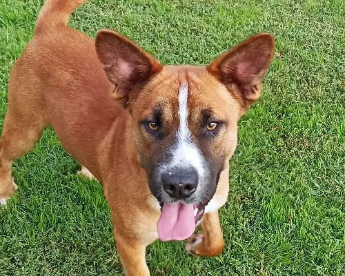 Adotta un cane, maschio, 5 anni e 3 mesi, Latina