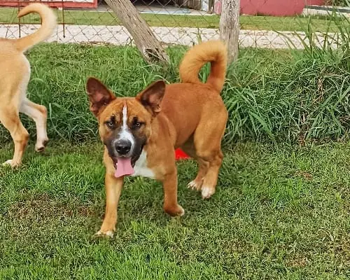 Adozione cane, maschio, meticcio, 5 anni e 3 mesi, taglia media, Latina