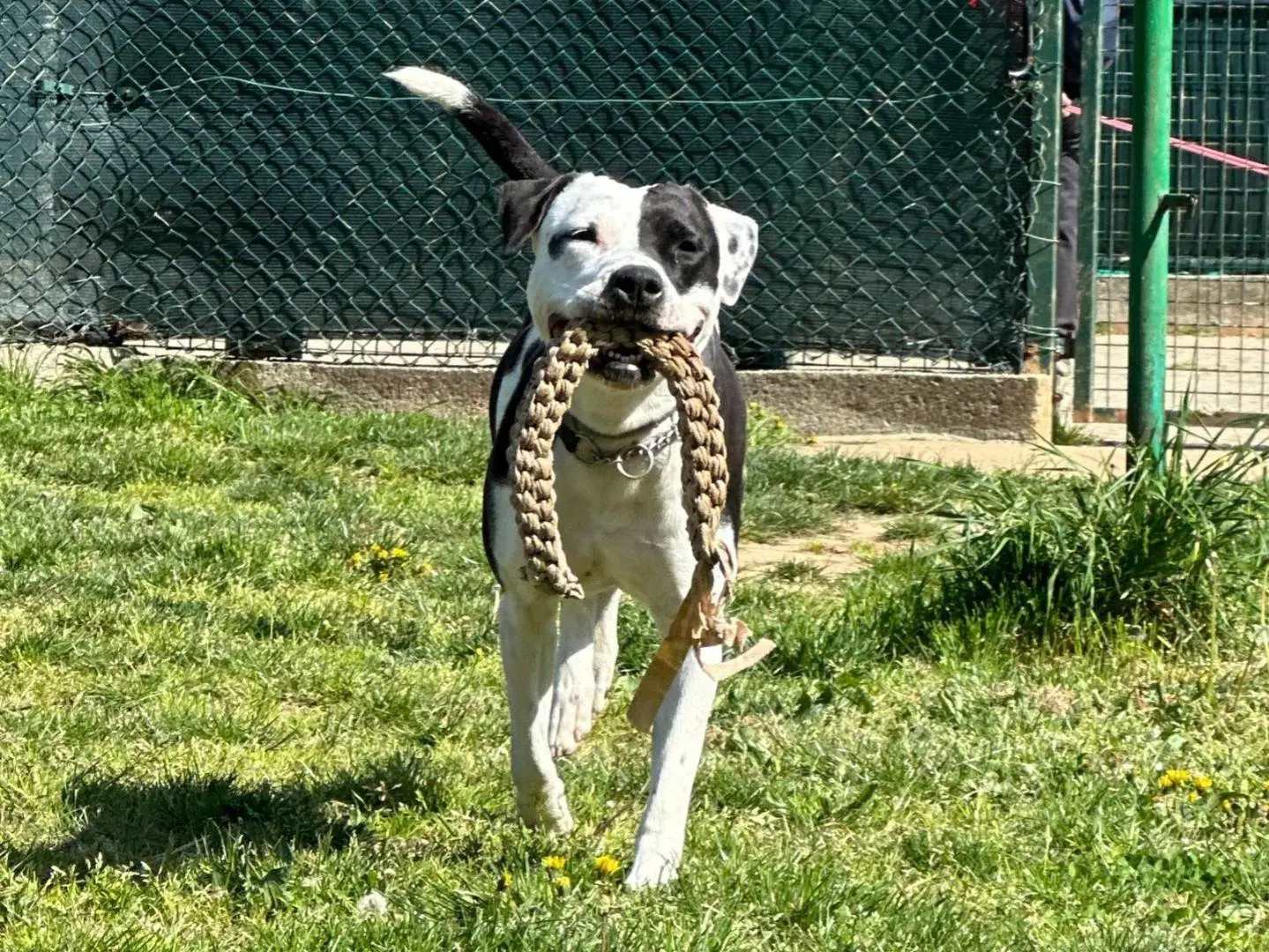Adozione cane, femmina, Amstaff Pitbull, 5 anni e 5 mesi, taglia media, Genova