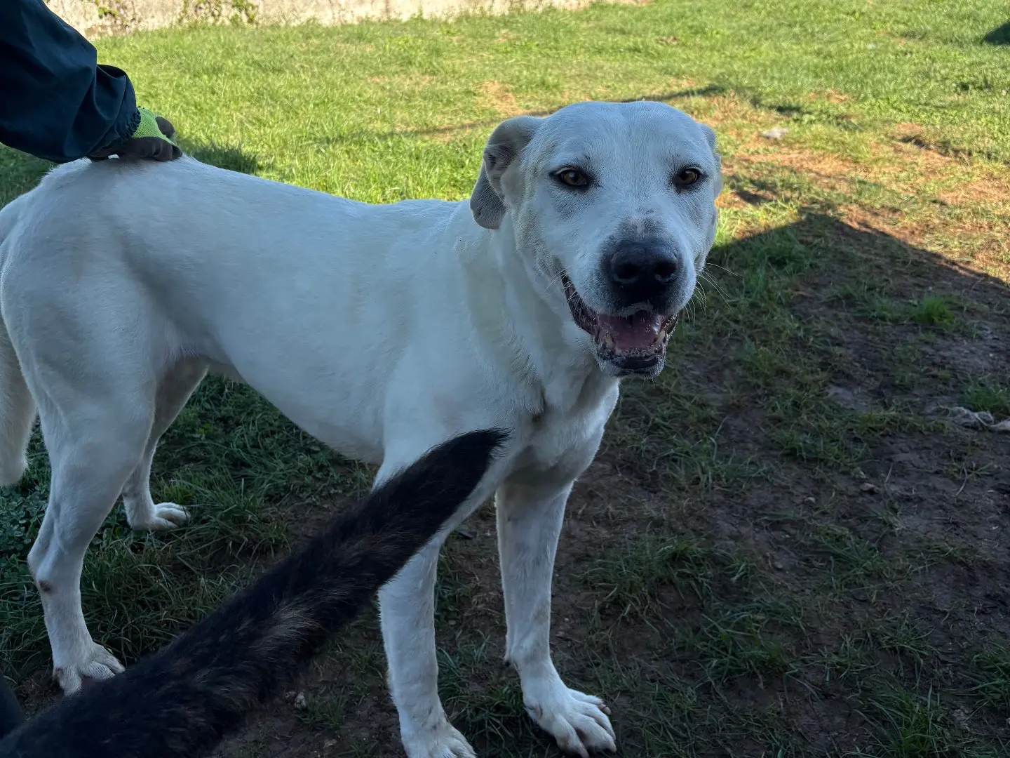 Adotta un cane, femmina, 9 anni, Frosinone
