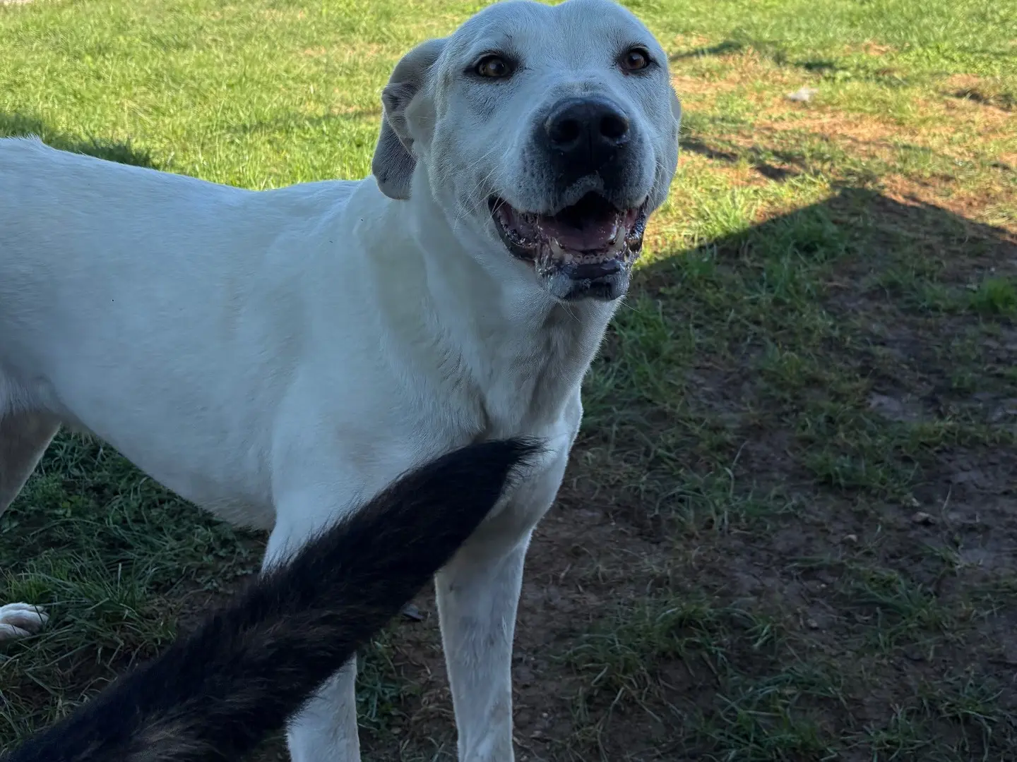 Adozione cane, femmina, Dogo Argentino Razza sconosciuta, 9 anni, taglia media, Frosinone