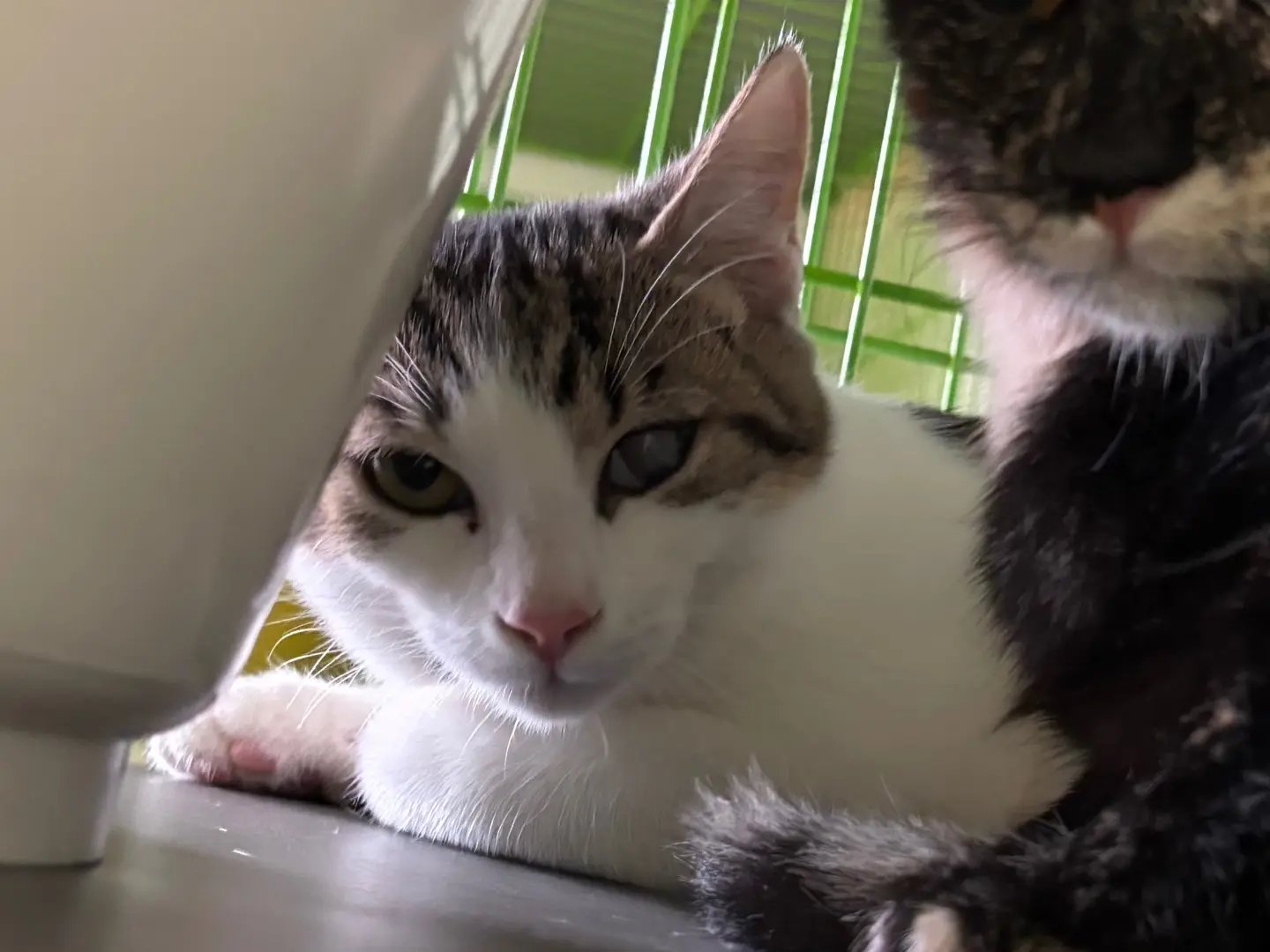 Adozione gatto, maschio, Razza sconosciuta Razza sconosciuta, 5 mesi, taglia non valida, Brescia