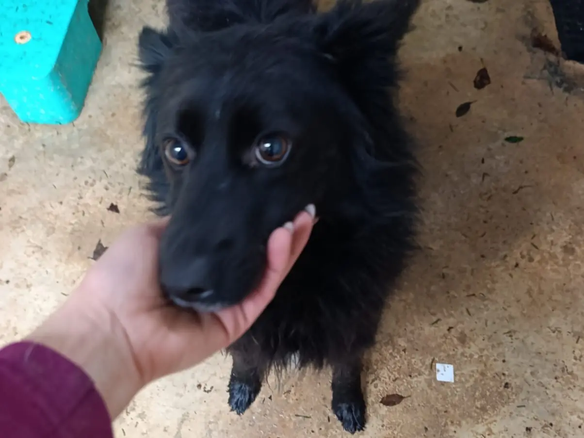 Adozione cane, maschio, Volpino di Pomerania Razza sconosciuta, 1 anno e 9 mesi, taglia piccola, Brescia